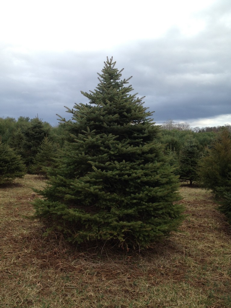 Blue Spruce | Good Spirits Tree Farm