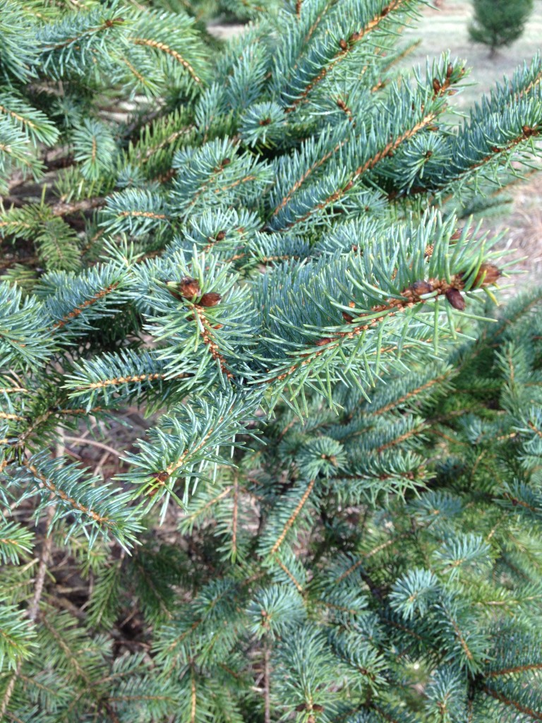 Blue Spruce | Good Spirits Tree Farm